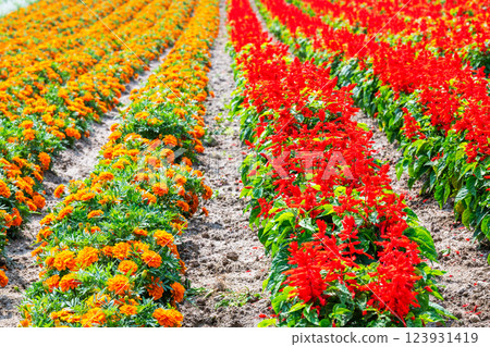A flower field with colorful flowers 123931419