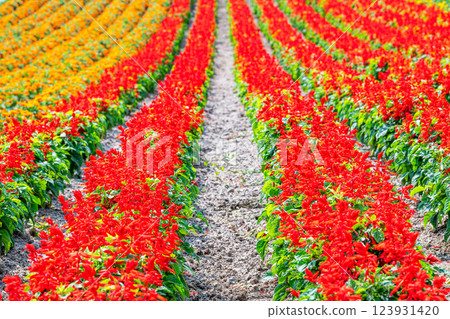 A flower field with colorful flowers A flower field with colorful flowers 123931420