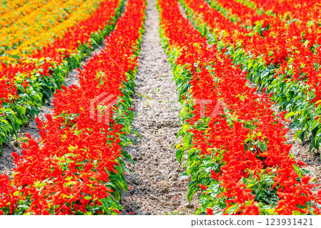 花園裡開滿了五顏六色的花朵 123931421