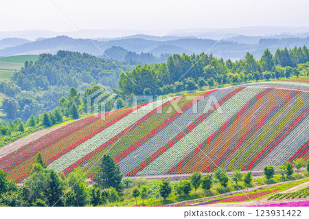 Beautiful flower patterns spread across Shikisai Hill in early summer in Biei, Hokkaido 123931422