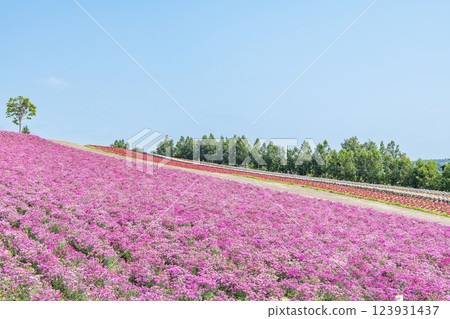 初夏的北海道美瑛四季彩之丘,美麗的花朵圖案隨處可見 初夏的北海道美瑛四季彩之丘,美麗的花朵圖案隨處可見 123931437