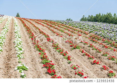 Beautiful flower patterns spread across Shikisai Hill in early summer in Biei, Hokkaido 123931438