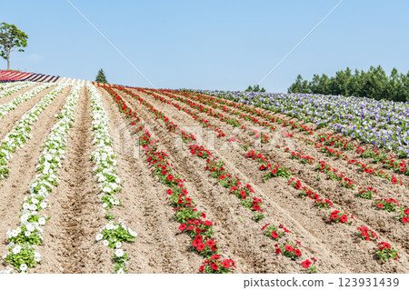 Beautiful flower patterns spread across Shikisai Hill in early summer in Biei, Hokkaido 123931439