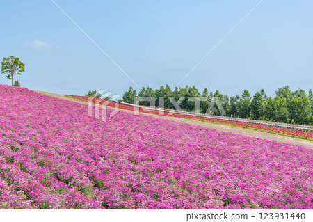 初夏的北海道美瑛四季彩之丘，美麗的花朵圖案隨處可見 123931440