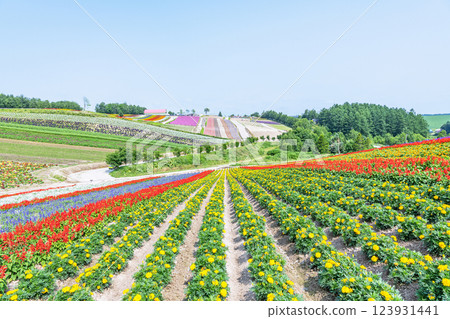 初夏的北海道美瑛四季彩之丘，美麗的花朵圖案隨處可見 123931441