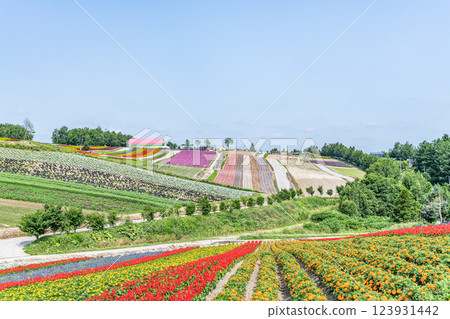 初夏的北海道美瑛四季彩之丘，美麗的花朵圖案隨處可見 123931442