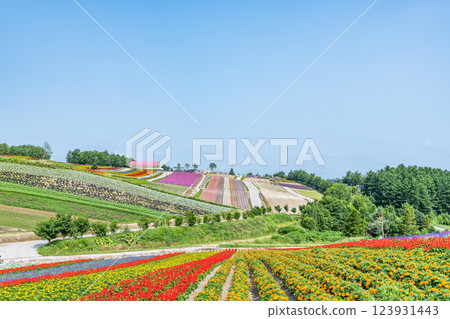 初夏的北海道美瑛四季彩之丘，美麗的花朵圖案隨處可見 123931443