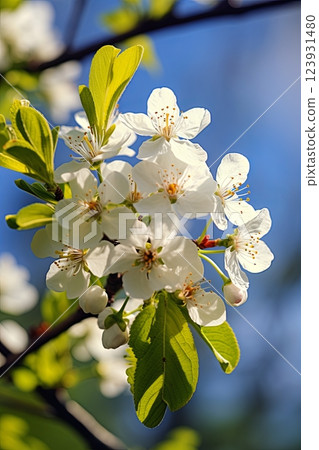 Spring blossom: branch of a blossoming apple tree on garden background Spring blossom: branch of a blossoming apple tree on garden background 123931480