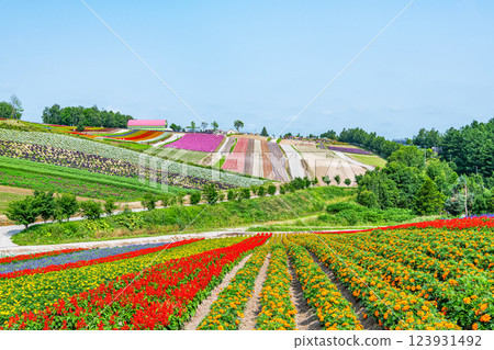 初夏的北海道美瑛四季彩之丘,美麗的花朵圖案隨處可見 初夏的北海道美瑛四季彩之丘,美麗的花朵圖案隨處可見 123931492