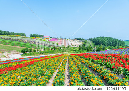 Beautiful flower patterns spread across Shikisai Hill in early summer in Biei, Hokkaido Beautiful flower patterns spread across Shikisai Hill in early summer in Biei, Hokkaido 123931495