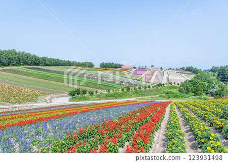 初夏的北海道美瑛四季彩之丘，美麗的花朵圖案隨處可見 123931498