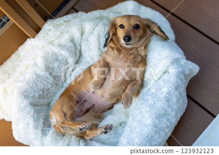 Caesarean section wound in a dog Suture removal 123932123