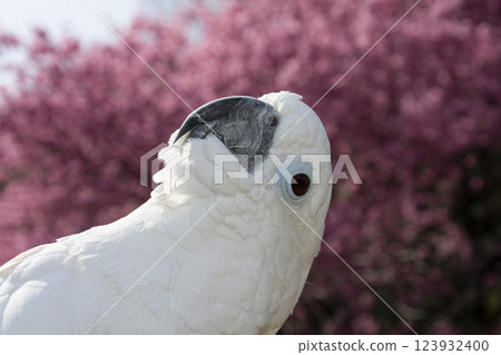 Parrot, Cockatoo, Bird, Cherry blossom, Kawazu cherry blossom Parrot, Cockatoo, Bird, Cherry blossom, Kawazu cherry blossom 123932400
