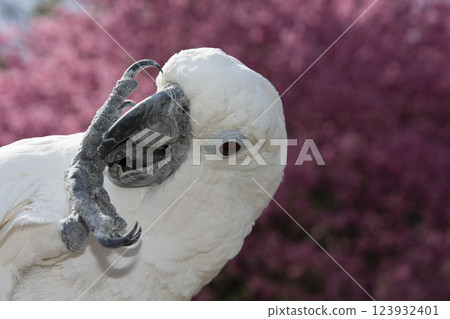 鸚鵡，葵花鳳頭鸚鵡，鳥，櫻花，河津櫻花 123932401