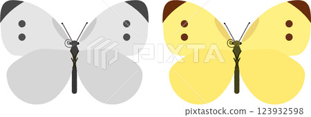 白菜蝴蝶和白菜蝴蝶的插圖 123932598