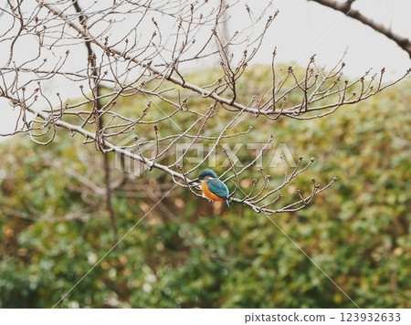Kingfisher aiming for prey 123932633