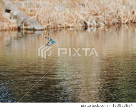 The moment a kingfisher takes off The moment a kingfisher takes off 123932634