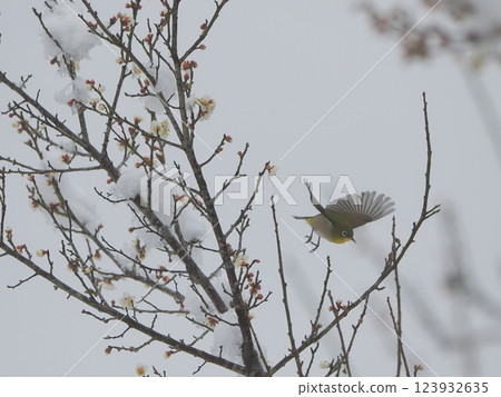 雪中的梅花和繡眼鳥 雪中的梅花和繡眼鳥 123932635
