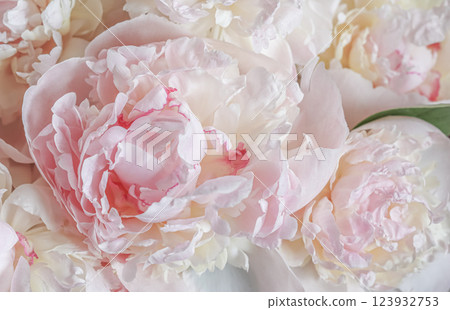 White pink peony petals. Soft focus. Abstract floral background for holiday design. High quality photo 123932753