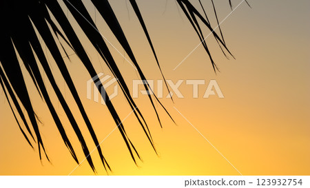 Palm leaves on background of beautiful sunset. High quality photo 123932754