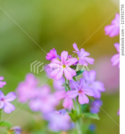 Small purple Erinus alpinus flowers. Floral background. High quality photo Small purple Erinus alpinus flowers. Floral background. High quality photo 123932756