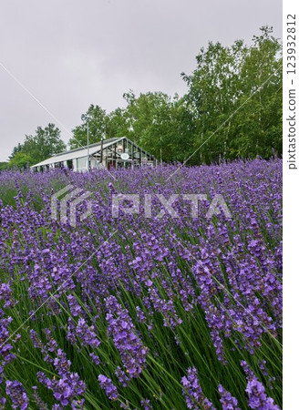 Furano lavender fields 123932812