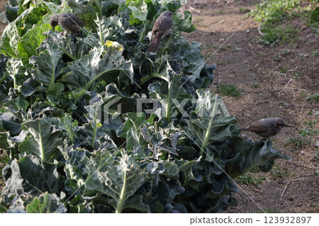 棕色耳鵯造成的損害 123932897