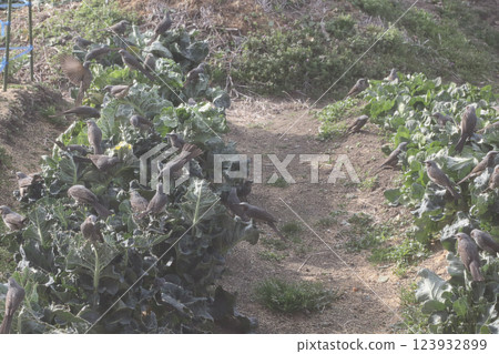 Damage caused by brown-eared bulbuls Damage caused by brown-eared bulbuls 123932899