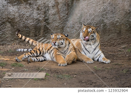 A mother and tiger cub standing side by side A mother and tiger cub standing side by side 123932904