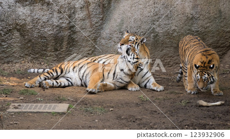Tiger's sister watches her brother get pampered by his mother 123932906