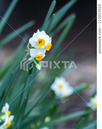 盛開的白色水仙花照亮了冬天 盛開的白色水仙花照亮了冬天 123933029