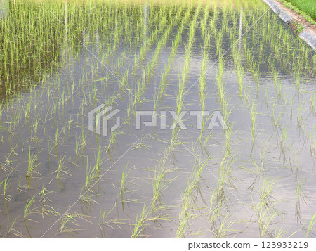 Rice planting (paddy field) 2 Rice planting (paddy field) 2 123933219