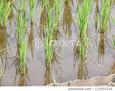 Rice planting (paddy field) 3 Rice planting (paddy field) 3 123933220