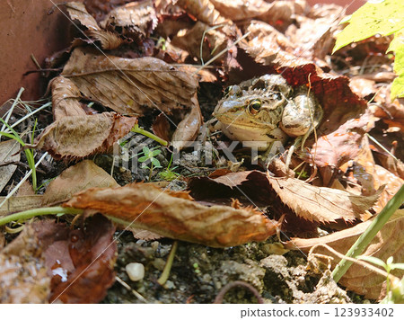 A frog awakens from hibernation A frog awakens from hibernation 123933402