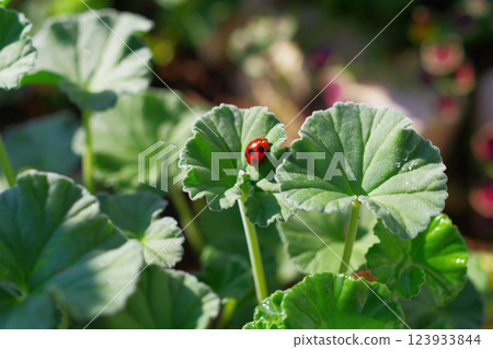 瓢蟲 Alchemilla mollis 瓢蟲 Alchemilla mollis 123933844