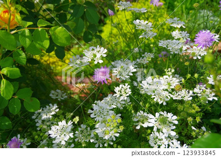 Knautia arvensis Orlea Knautia arvensis Orlea 123933845