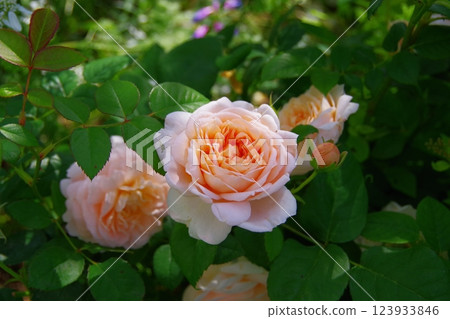 Ambrich rose 123933846