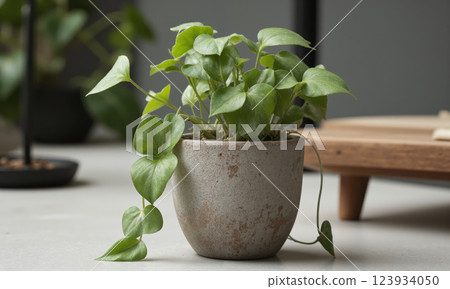 Peperomia (Peperomia obtusifolia) Thick, waxy green or variegated leaves in a patterned ceramic pot, a small concrete container, or 123934050