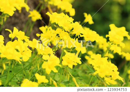 Oxalis in full bloom (Oxalis flower) Oxalis in full bloom (Oxalis flower) 123934753