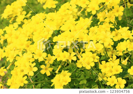 Oxalis in full bloom (Oxalis flower) 123934756
