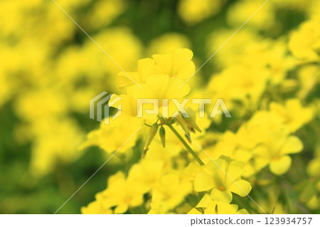 Oxalis in full bloom (Oxalis flower) 123934757