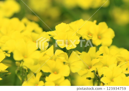 Oxalis in full bloom (Oxalis flower) Oxalis in full bloom (Oxalis flower) 123934759