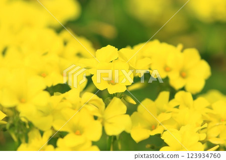 Oxalis in full bloom (Oxalis flower) Oxalis in full bloom (Oxalis flower) 123934760