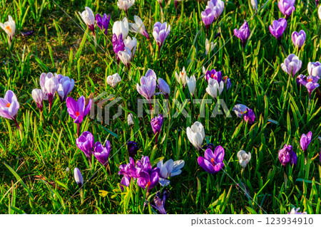 Purple crocus flowers on the lawn at spring 123934910