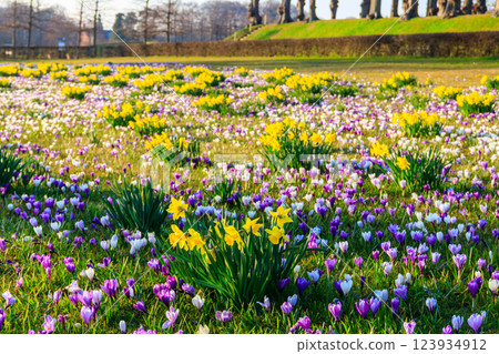 Purple crocus flowers and yellow daffodils on the lawn at spring 123934912