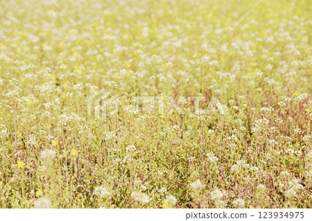 初夏的田野，白色薺菜中盛開著黃薺菜 123934975