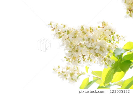白花、紫薇花 白花、紫薇花 123935132