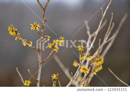 Spring is just around the corner at Ichijodani Asakura Clan Ruins 123935151