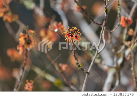 Spring is just around the corner at Ichijodani Asakura Clan Ruins Spring is just around the corner at Ichijodani Asakura Clan Ruins 123935176