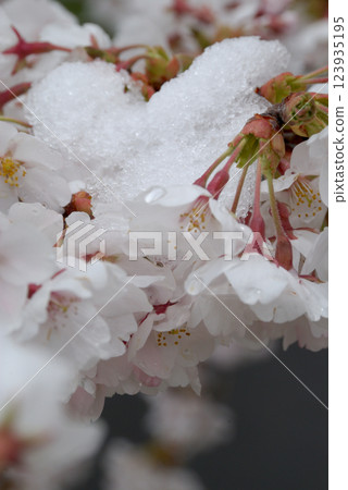 Cherry blossoms with fresh snow / Yoshino cherry blossoms in full bloom and spring snow 123935195